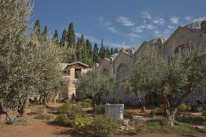 velhas oliveiras no jardim de Getsêmani em jerusalém, israel foto