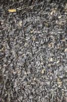 textura de semente de girassol para ração animal