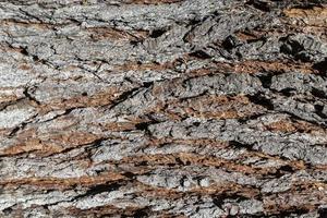 textura de madeira marrom tronco de árvore foto