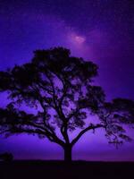 uma majestoso árvore recortado contra uma pano de fundo do a grande noite céu preenchidas com estrelas ai gerado foto