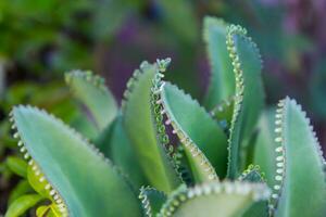 kalanchoe blossfeldiana com borrão fundo foto