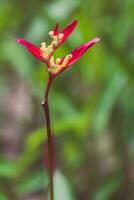 vintage pássaro do paraíso flor, heliconia flor foto