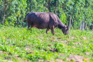 búfalo comendo Relva em a Fazenda foto