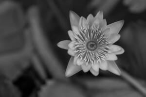 lótus flor, nenúfar foto