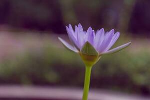 fechar acima do lótus flor nenúfar foto