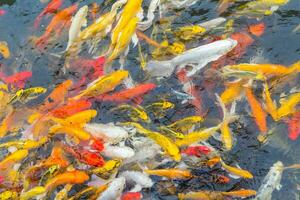 colorida koi peixe natação foto