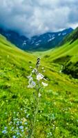 branco flores em a fundo do pedras e montanhas. épico céu com nuvens foto