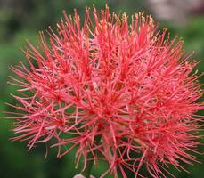 vermelho escova de garrafa flor lindo foto