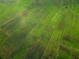 verde arroz Campos dentro Ásia, aéreo fotografias do zangões foto