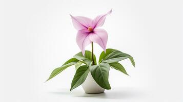 foto do trillium flor dentro Panela isolado em branco fundo. generativo ai