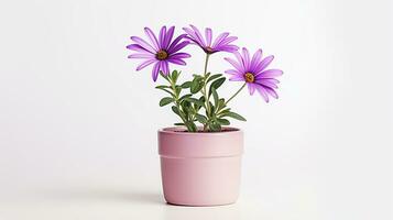 foto do osteospermum flor dentro Panela isolado em branco fundo. generativo ai