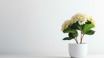 foto do hortênsia flor dentro Panela isolado em branco fundo. generativo ai