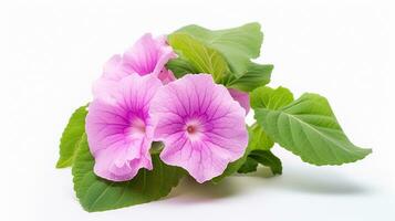 foto do gloxinia flor dentro Panela isolado em branco fundo. generativo ai