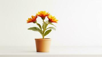 foto do gaillardia flor dentro Panela isolado em branco fundo. generativo ai