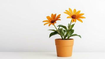 foto do gazania flor dentro Panela isolado em branco fundo. generativo ai