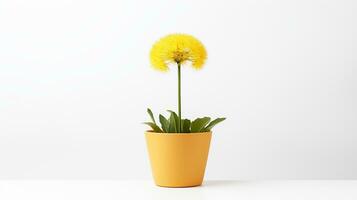 foto do dente de leão flor dentro Panela isolado em branco fundo. generativo ai