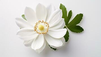 foto do lindo madeira anêmona flor isolado em branco fundo. generativo ai