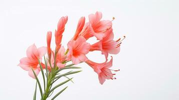 foto do lindo watsonia flor isolado em branco fundo. generativo ai