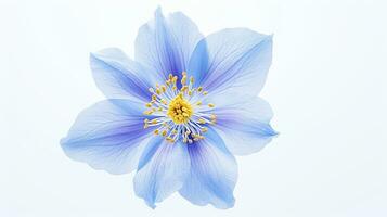 foto do lindo tweedia flor isolado em branco fundo. generativo ai