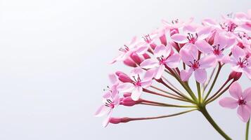 foto do lindo valeriana flor isolado em branco fundo. generativo ai