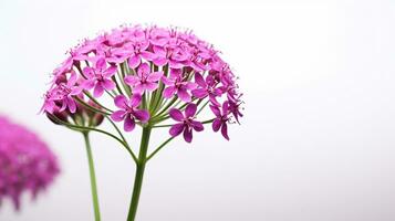 foto do lindo valeriana flor isolado em branco fundo. generativo ai