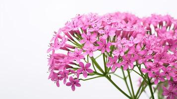 foto do lindo valeriana flor isolado em branco fundo. generativo ai