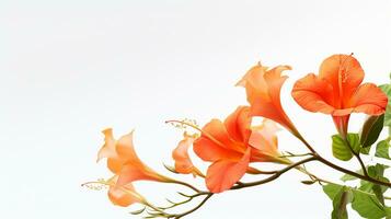 foto do lindo trompete videira flor isolado em branco fundo. generativo ai