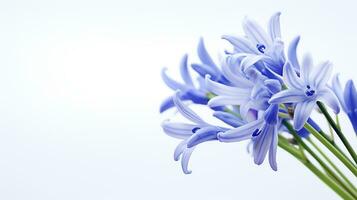 foto do lindo squill flor isolado em branco fundo. generativo ai