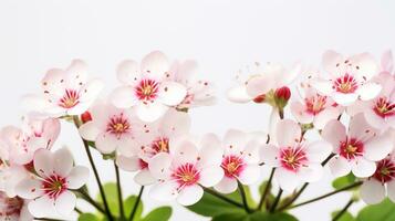 foto do lindo saxifrage flor isolado em branco fundo. generativo ai