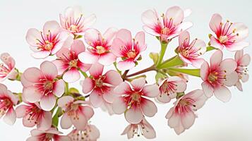 foto do lindo saxifrage flor isolado em branco fundo. generativo ai