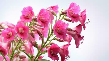 foto do lindo Penstemon flor isolado em branco fundo. generativo ai