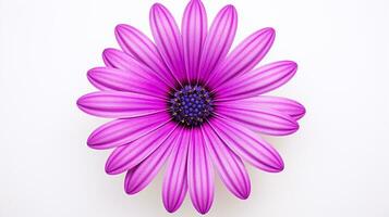 foto do lindo osteospermum flor isolado em branco fundo. generativo ai