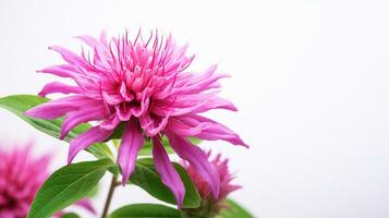 foto do lindo Monarda flor isolado em branco fundo. generativo ai