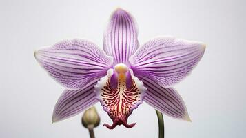foto do lindo macaco orquídea flor isolado em branco fundo. generativo ai