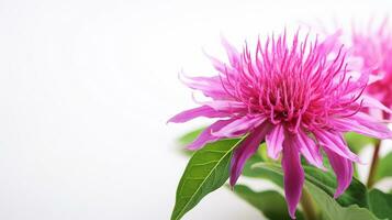 foto do lindo Monarda flor isolado em branco fundo. generativo ai