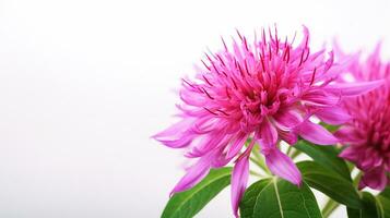 foto do lindo Monarda flor isolado em branco fundo. generativo ai