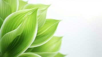 foto do lindo hosta flor isolado em branco fundo. generativo ai