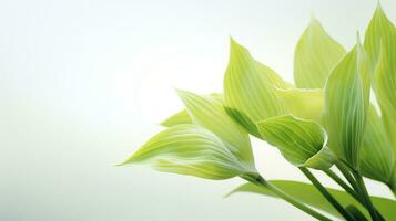 foto do lindo hosta flor isolado em branco fundo. generativo ai