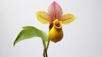 foto do lindo dama chinelo flor isolado em branco fundo. generativo ai