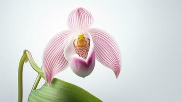 foto do lindo dama chinelo flor isolado em branco fundo. generativo ai