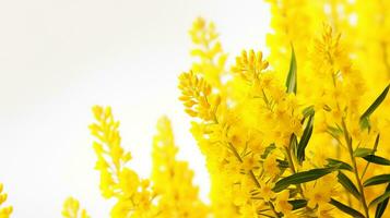 foto do lindo goldenrod flor isolado em branco fundo. generativo ai