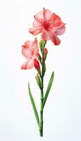 foto do lindo gladíolo flor isolado em branco fundo. generativo ai