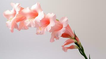 foto do lindo gladíolo flor isolado em branco fundo. generativo ai