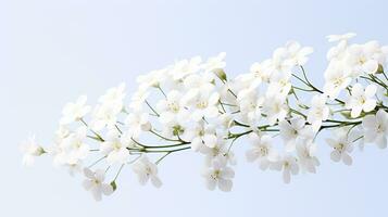 foto do lindo Gypsophila flor isolado em branco fundo. generativo ai