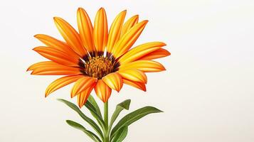 foto do lindo gazania flor isolado em branco fundo. generativo ai