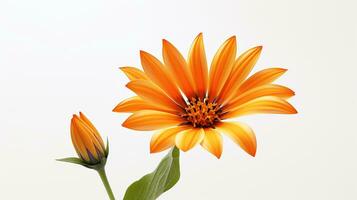 foto do lindo gazania flor isolado em branco fundo. generativo ai