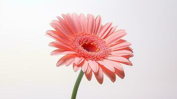 foto do lindo gerbera flor isolado em branco fundo. generativo ai