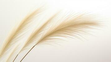 foto do lindo pena cana Relva flor isolado em branco fundo. generativo ai