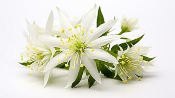 foto do lindo edelweiss flor isolado em branco fundo. generativo ai