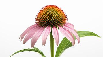 foto do lindo echinacea flor isolado em branco fundo. generativo ai